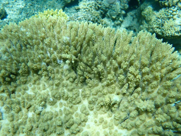 Hiacynt Składający Koralowy Lub Hiacyntowy Stołowy Koralowiec Acropora Hiacinthus Podmorski — Zdjęcie stockowe