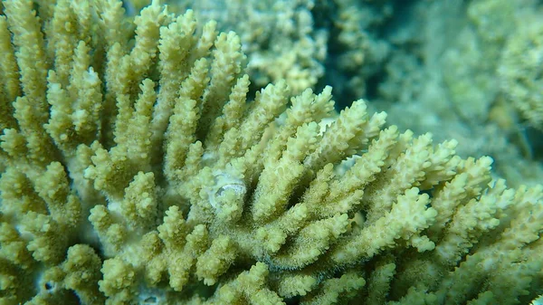 Υάκινθος Κατάθεση Κοραλλιών Υάκινθος Πίνακα Κοραλλιών Acropora Hyacinthus Υποθαλάσσια Ερυθρά — Φωτογραφία Αρχείου