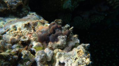 Kırmızı yosun Colaconema sp. Sualtı, Kızıldeniz, Mısır, Sharm El Sheikh, Nabq Körfezi