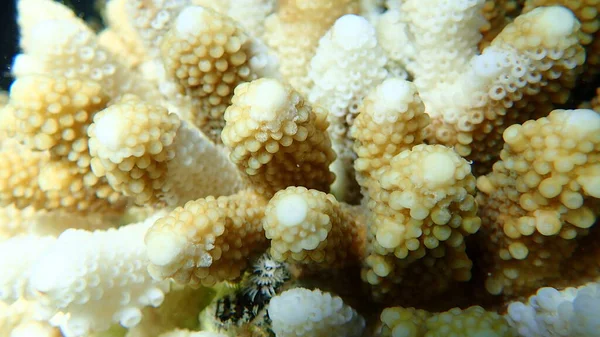 Polyp Stenig Korall Finger Korall Akropora Förödmjukelser Närbild Havet Röda — Stockfoto