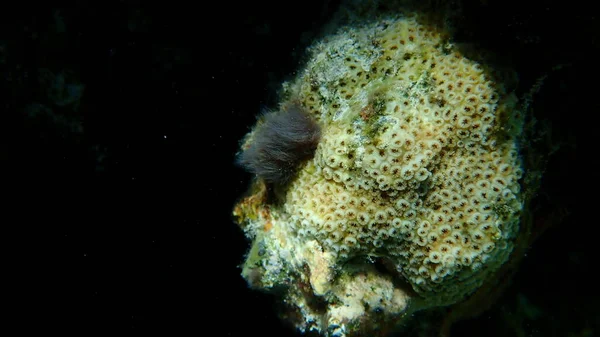 Red algae Colaconema sp. undersea, Red Sea, Egypt, Sharm El Sheikh, Nabq Bay