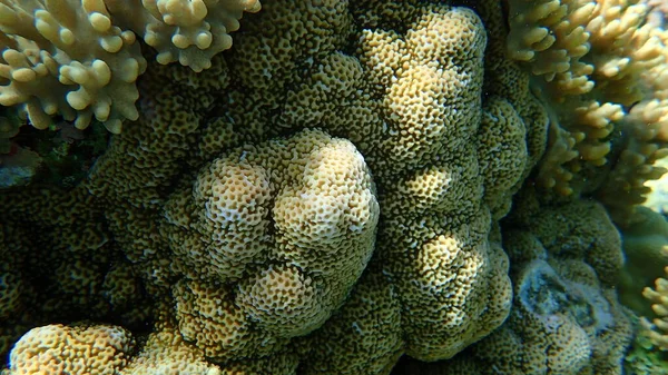 Coral Poroso Montipora Tuberculosa Submarino Mar Vermelho Egito Sharm Sheikh — Fotografia de Stock