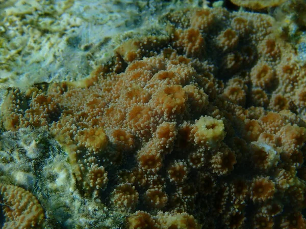 Hedgehog Coral Echinopora Lamellosa Close Undersea Red Sea Egypt Sharm — Stock Photo, Image