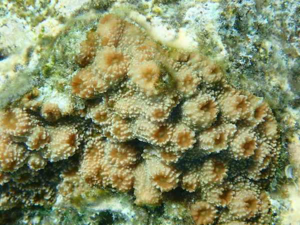 Hedgehog Coral Echinopora Lamellosa Close Submarino Mar Rojo Egipto Sharm —  Fotos de Stock