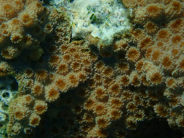 Corallo Riccio Echinopora Lamellosa Primo Piano Sottomarino Mar Rosso Egitto — Foto Stock