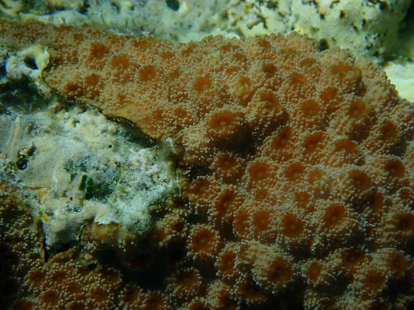 Sündisznó Korall Echinopora Lamellosa Közelkép Tenger Alatt Vörös Tenger Egyiptom — Stock Fotó