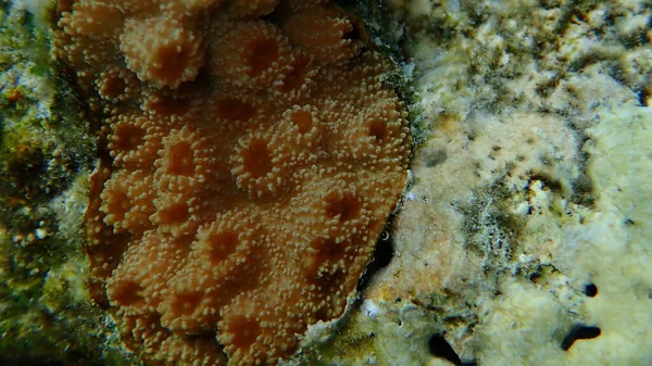Coral Ouriço Echinopora Lamellosa Close Submarino Mar Vermelho Egito Sharm — Fotografia de Stock