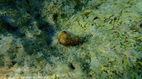 Cone Anelado Conus Taeniatus Submarino Mar Vermelho Egito Sharm Sheikh — Fotografia de Stock
