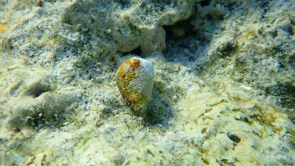 Cone Anelado Conus Taeniatus Submarino Mar Vermelho Egito Sharm Sheikh — Fotografia de Stock
