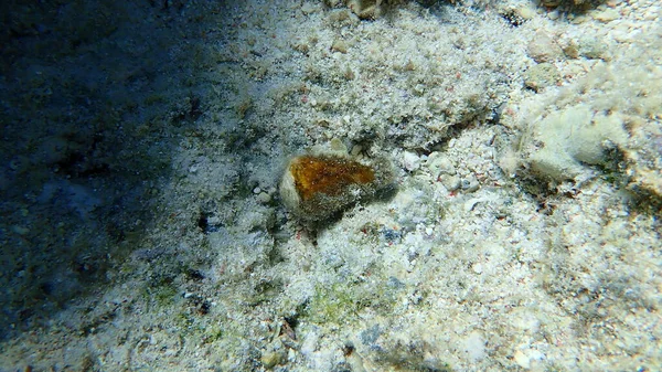 Gyűrűs Kúp Conus Taeniatus Tenger Alatt Vörös Tenger Egyiptom Sharm — Stock Fotó