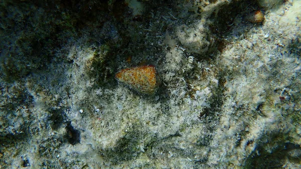 Gyűrűs Kúp Conus Taeniatus Tenger Alatt Vörös Tenger Egyiptom Sharm — Stock Fotó