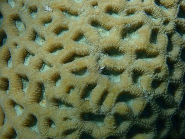 Knob mercanı (en sevdiği rotundata) denizaltı, Kızıl Deniz, Mısır, Sharm El Sheikh, Nabq Körfezi