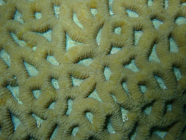 Knob Coral Favites Rotundata Extreme Close Undersea Red Sea Egypt — Stock Photo, Image