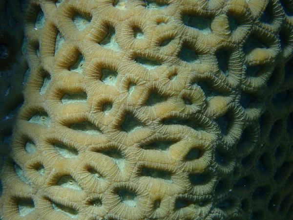 Knob Coral Favites Rotundata Extreme Close Undersea Red Sea Egypt — стокове фото
