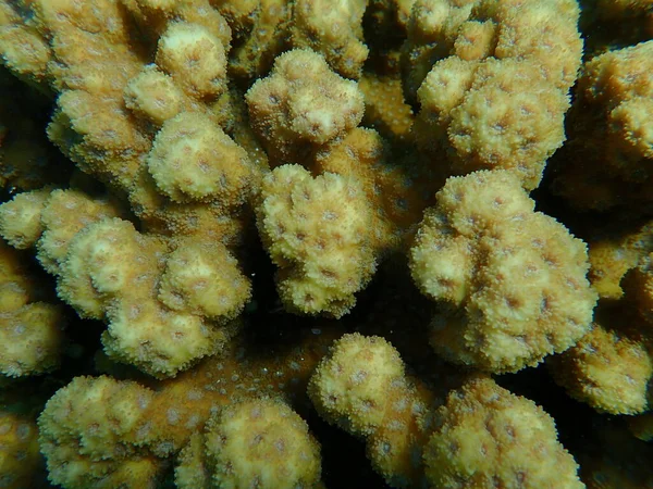Hedgehog Coral Prickly Pored Coral Echinopora Hirsutissima Close Undersea Red — Stock Photo, Image