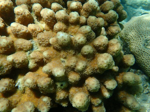 Kirpi Mercanı Veya Dikenli Mercan Echinopora Hirsutissima Yakın Plan Sualtı — Stok fotoğraf