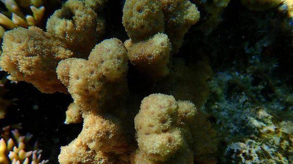 Hedgehog coral or prickly-pored coral (Echinopora hirsutissima) close-up undersea, Red Sea, Egypt, Sharm El Sheikh, Nabq Bay