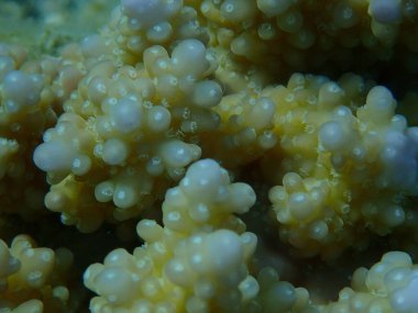 Polyp Taşlı Mercan Akropora Karekarrosası Deniz altı, Kızıl Deniz, Mısır, Sharm El Şeyh, Nabq Körfezi