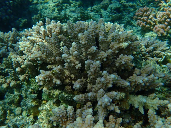 Polyp Taşlı Mercan Akropora Karekarrosası Deniz Altı Kızıl Deniz Mısır — Stok fotoğraf