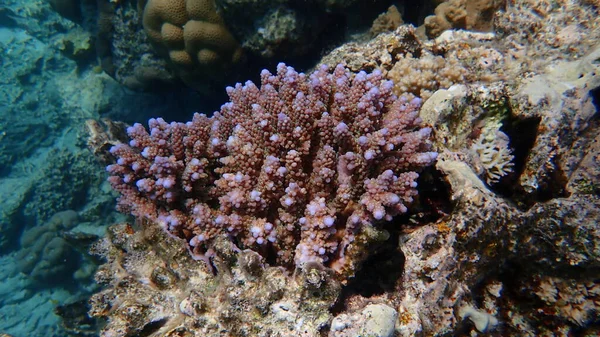 Pólipo Coral Pedregoso Acropora Squarrosa Submarino Mar Rojo Egipto Sharm —  Fotos de Stock