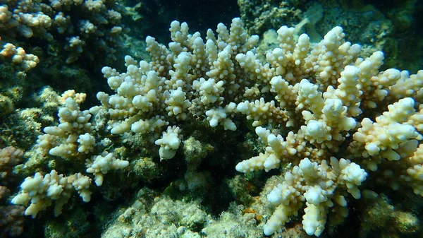 Polyp Steniga Korall Akropora Squarrosa Undervattens Röda Havet Egypten Sharm — Stockfoto