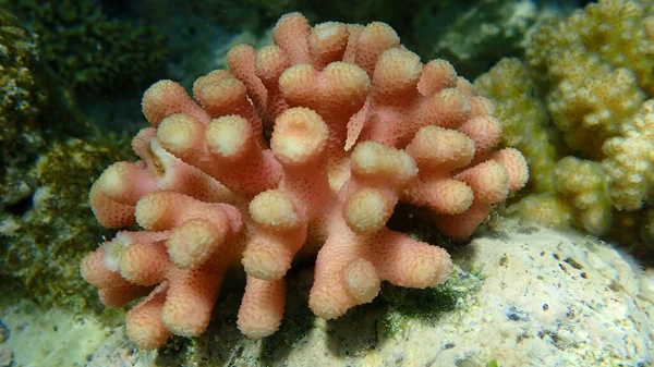 石のサンゴフードサンゴまたは滑らかなカリフラワーサンゴ 雌しべ状サンゴ Stylophora Pistilata 近くの海底 エジプト シャルムエルシェイク ナベク湾 — ストック写真