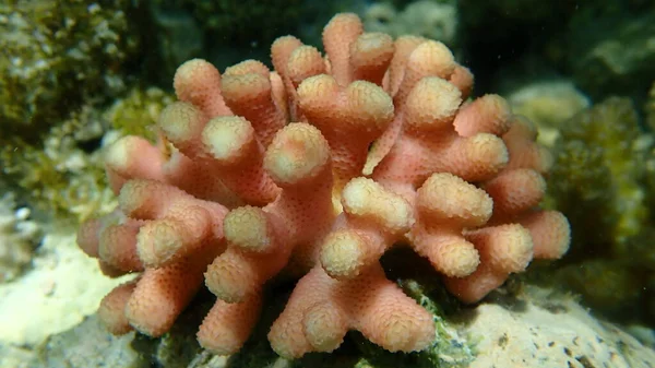 Koralowiec Kamienny Lub Koralowiec Gładki Koralowiec Tłoczony Stylophora Pistillata Zbliżenie — Zdjęcie stockowe
