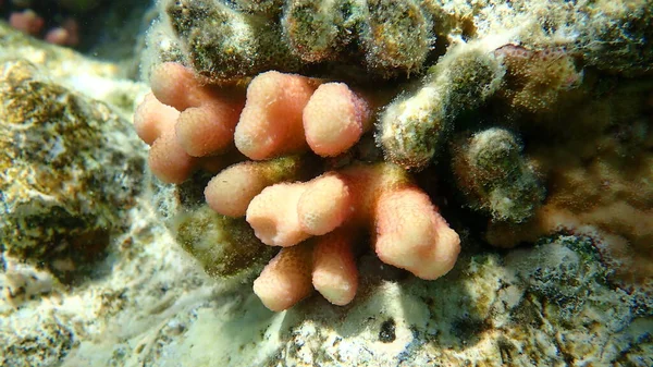 Коралловые Кораллы Капюшон Коралловый Гладкая Цветная Капуста Коралловые Кораллы Pistillate — стоковое фото