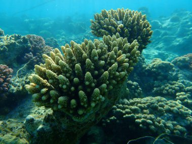 Polyp Taşlı Mercan Mercan Mercanı (Acropora rezilliği) denizaltı, Kızıldeniz, Mısır, Sharm El Sheikh, Nabq Körfezi