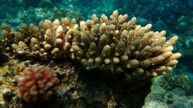 Polyp Taşlı Mercan Mercan Mercanı (Acropora rezilliği) denizaltı, Kızıldeniz, Mısır, Sharm El Sheikh, Nabq Körfezi