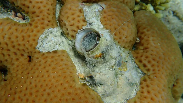 Velký Červ Nebo Velký Červ Shell Ceraesignum Maximum Pod Mořem — Stock fotografie