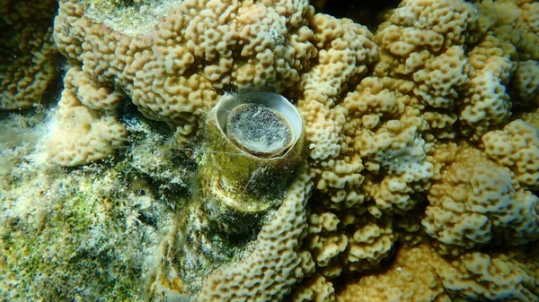 Grande Wormsnail Grande Worm Shell Ceraesignum Máximo Submarino Mar Vermelho — Fotografia de Stock
