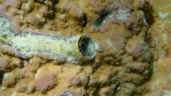 Velký Červ Nebo Velký Červ Shell Ceraesignum Maximum Pod Mořem — Stock fotografie