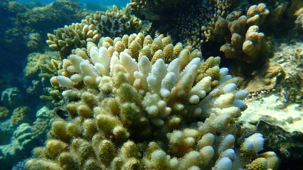 Polip Köves Korall Ujj Korall Acropora Humilis Tenger Alatt Vörös — Stock Fotó
