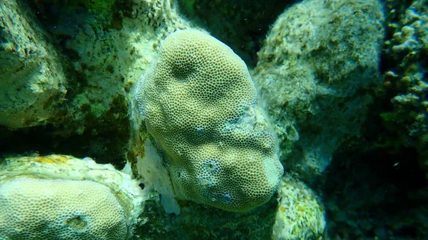 ハンプサンゴ礁 Porites Lutea エジプト シャルム シェイク ナブ湾 — ストック写真