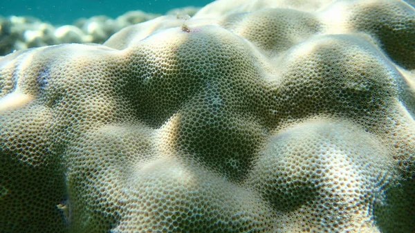 Coral Corcunda Porites Lutea Submarino Mar Vermelho Egito Sharm Sheikh — Fotografia de Stock