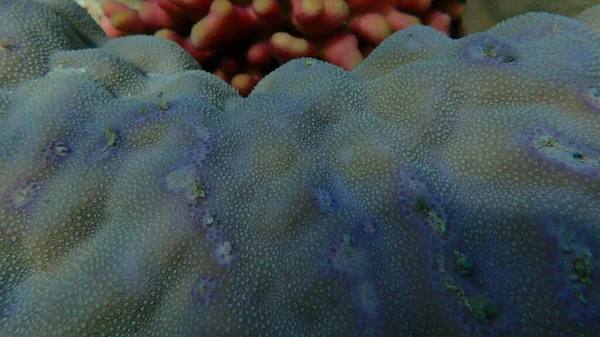 Hump Coral Porites Lutea Submarino Mar Rojo Egipto Sharm Sheikh —  Fotos de Stock