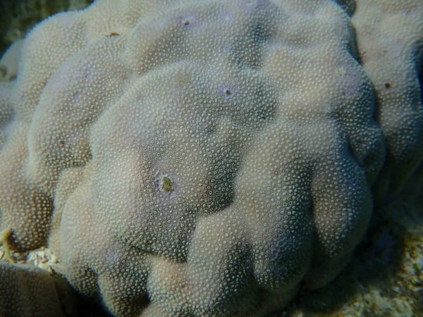 Coral Corcunda Porites Lutea Submarino Mar Vermelho Egito Sharm Sheikh — Fotografia de Stock