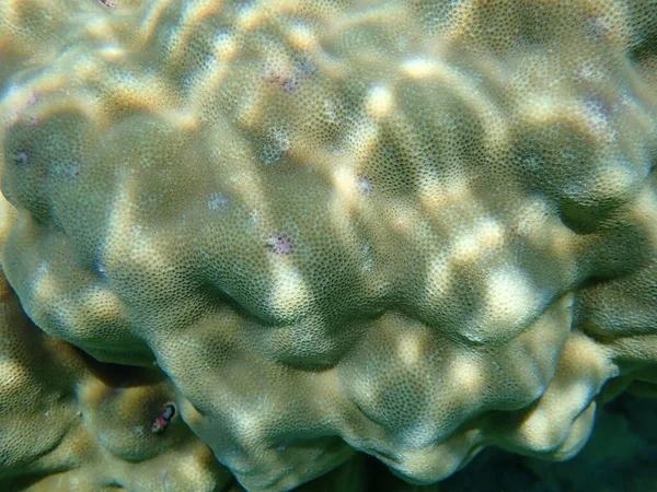 ハンプサンゴ礁 Porites Lutea エジプト シャルム シェイク ナブ湾 — ストック写真