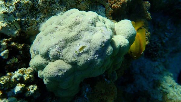 Hump Corallo Porites Lutea Sottomarino Mar Rosso Egitto Sharm Sheikh — Foto Stock