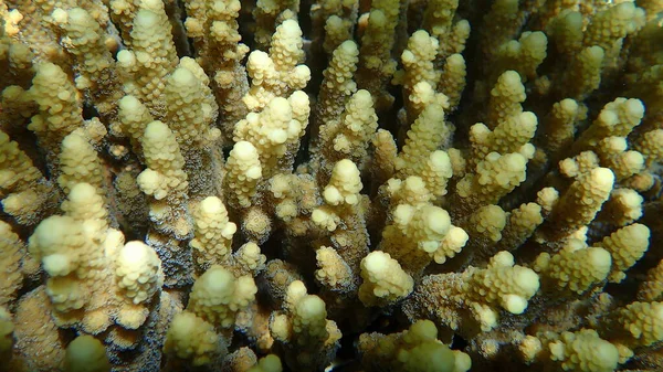Polyp Corallo Pietroso Acropora Gemmifera Sottomarino Mar Rosso Egitto Sharm — Foto Stock