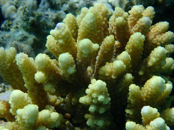 Polyp Stone Coral Acropora Gemmifera Undersea Red Sea Egypt Sharm — 图库照片