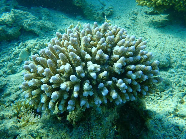 Pólipo Coral Pedregoso Acropora Gemmifera Submarina Mar Rojo Egipto Sharm —  Fotos de Stock