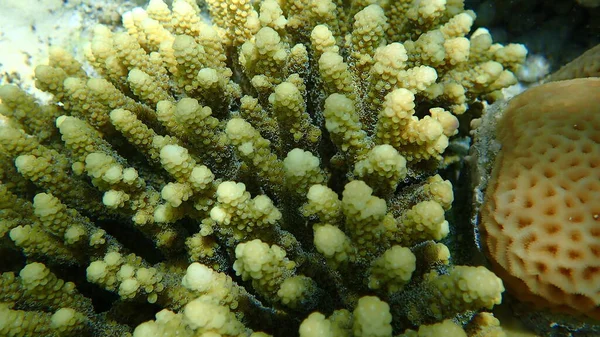 Polyp Stony Coral Acropora Gemmifera Undersea Red Sea Egypt Sharm — Stock Photo, Image