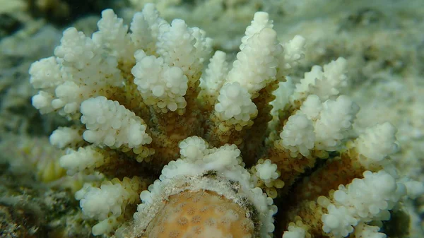 Polyp Stenig Korall Acropora Gemmifera Undervattens Röda Havet Egypten Sharm — Stockfoto