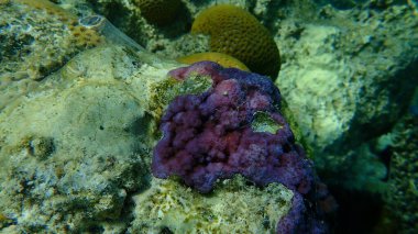 Mikro gözenekli mercan, kamburlu mercan (Montipora tuberculosa) denizaltı, Kızıl Deniz, Mısır, Sharm El Sheikh, Nabq Körfezi