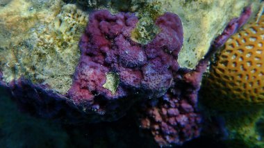Mikro gözenekli mercan, kamburlu mercan (Montipora tuberculosa) denizaltı, Kızıl Deniz, Mısır, Sharm El Sheikh, Nabq Körfezi
