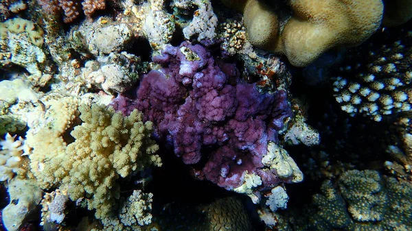 Microporous Coral Pore Coral Hump Coral Montipora Tuberculosa Undersea Red — Stock Photo, Image