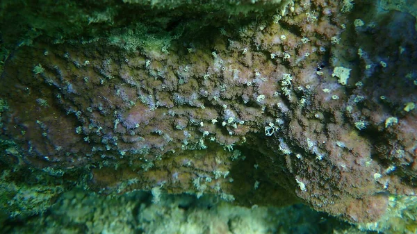 Corail Microporeux Corail Interstitiel Corail Bosse Montipora Tuberculosa Sous Marin — Photo