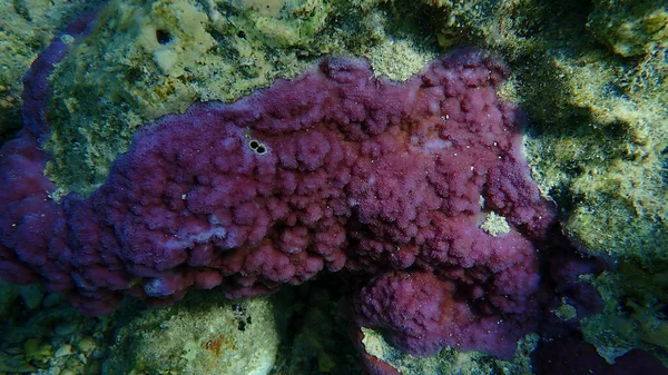 Mikroporös Korall Eller Porkorall Puckelkorall Montipora Tuberculosa Vatten Röda Havet — Stockfoto